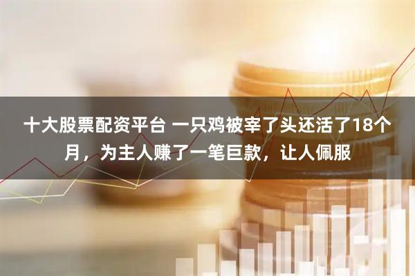十大股票配资平台 一只鸡被宰了头还活了18个月，为主人赚了一笔巨款，让人佩服